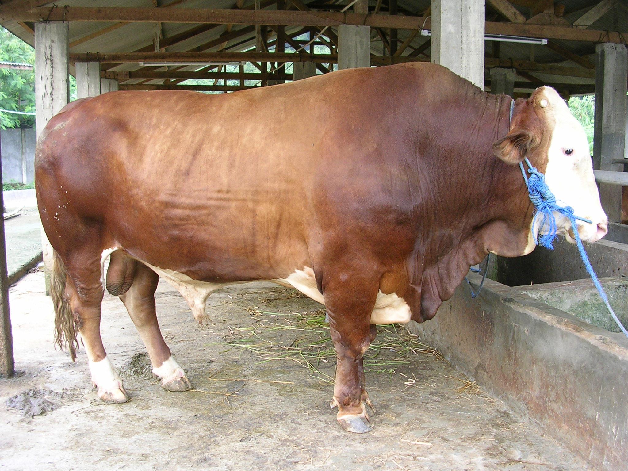 Sapi Limosin Grade A